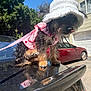 dog, small_dog, hat, pink_clothing, leash, car, outdoor, sunny, trees, house, garage, tongue_out, pet, animal, reflection, black_car, fur, playful, cute, daytime