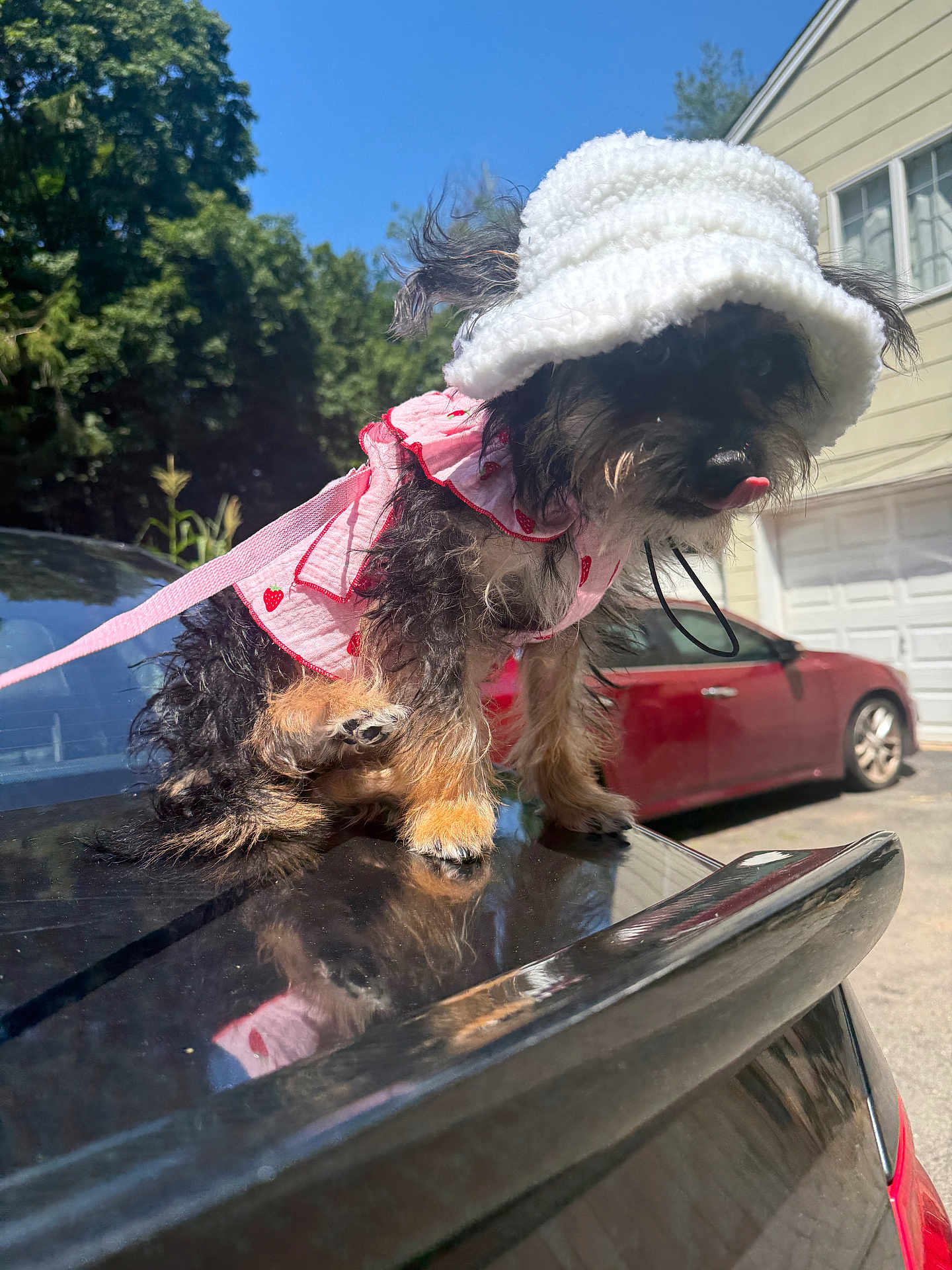 Luna Mendez joined the competition — help win amazing prizes! dog, small_dog, hat, pink_clothing, leash, car, outdoor, sunny, trees, house, garage, tongue_out, pet, animal, reflection, black_car, fur, playful, cute, daytime