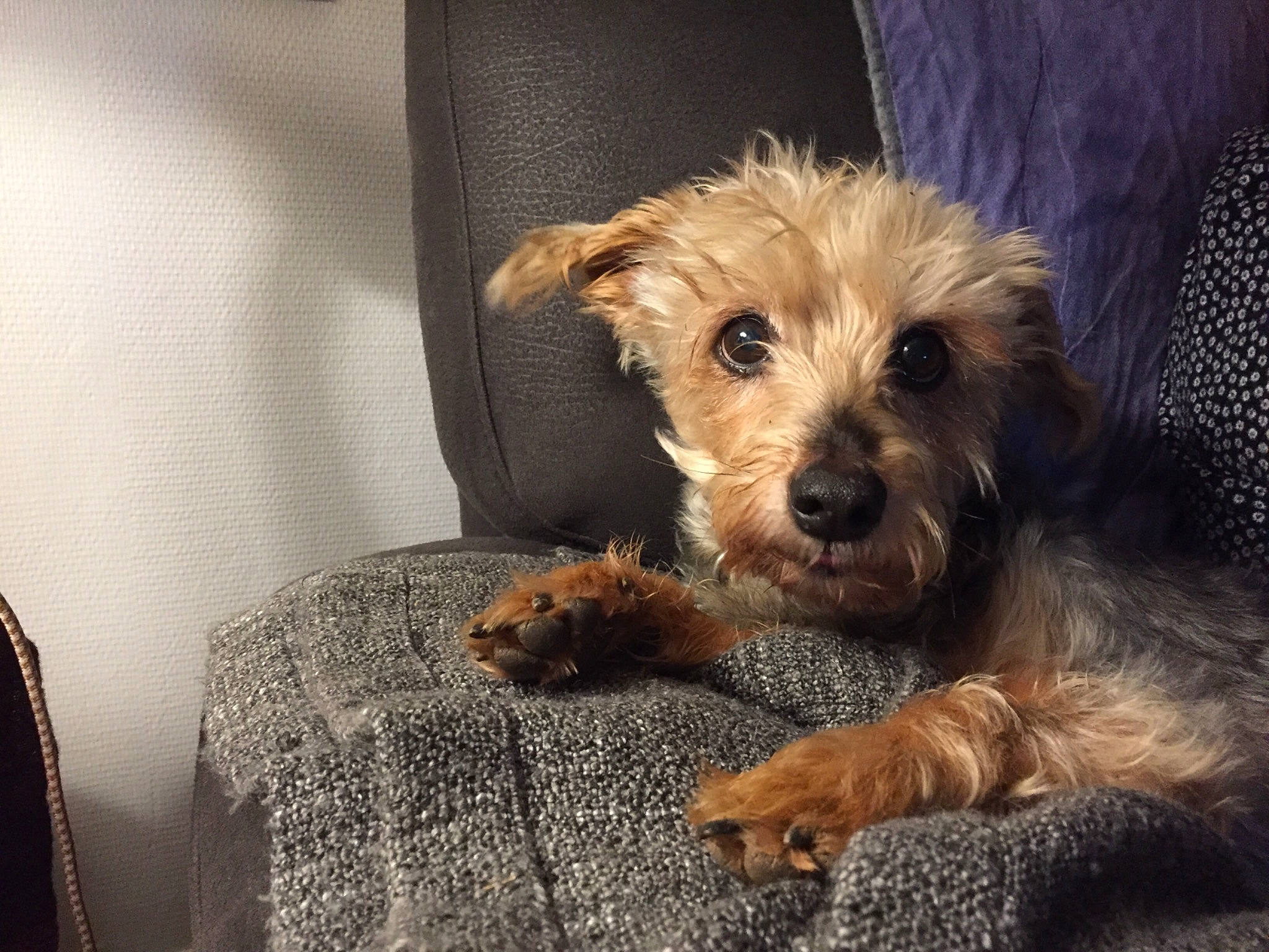 Sweety a rejoint le concours — aidez-le/la à gagner de superbes lots ! canidae, carnivore, comfort, companion_dog, dog, dog_breed, dog_supply, fawn, fur, maltepoo, paw, small_terrier, snout, sporting_group, terrier, toy_dog, working_animal, working_terrier, yorkipoo