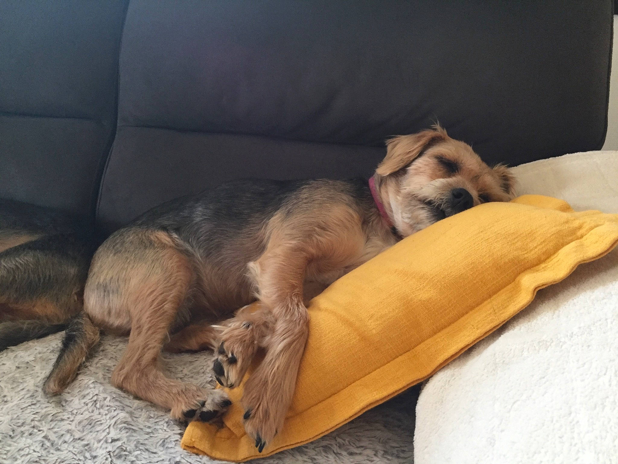 Loulou a rejoint le concours — aidez-le/la à gagner de superbes lots ! canidae, carnivore, comfort, companion_dog, couch, dog, dog_bed, dog_breed, dog_supply, fawn, fur, liver, nap, paw, pet_supply, snout, sporting_group, tail, terrestrial_animal, wood