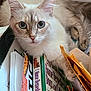 Honey joined the competition — help win amazing prizes! cat, blue_eyes, curious, indoor, books, papers, stack, home_remedies, dog, feline, pet, animal, close_up, relaxed, whiskers, light_fur, tabby, domestic_cat, reading_material, cozy