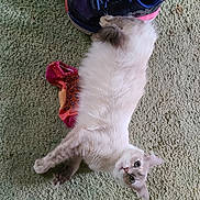 Honey joined the competition — help win amazing prizes! cat, carpet, shoe, sock, pet, indoor, fluffy, white_cat, curious, lying_down, floor, animal, domestic, cute, feline, playful, relaxed, looking_at_camera, soft_texture, light