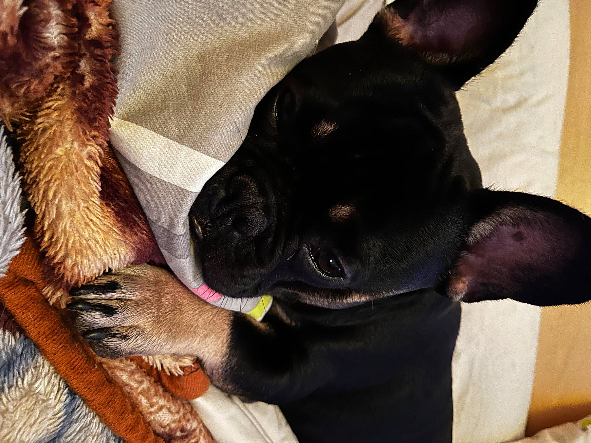 Simba a rejoint le concours — aidez-le/la à gagner de superbes lots ! canidae, carnivore, collar, comfort, companion_dog, dog, dog_breed, dog_collar, ear, fawn, fur, liver, pet_supply, snout, sporting_group, terrestrial_animal, toy_dog, vertebrate, whiskers, working_animal