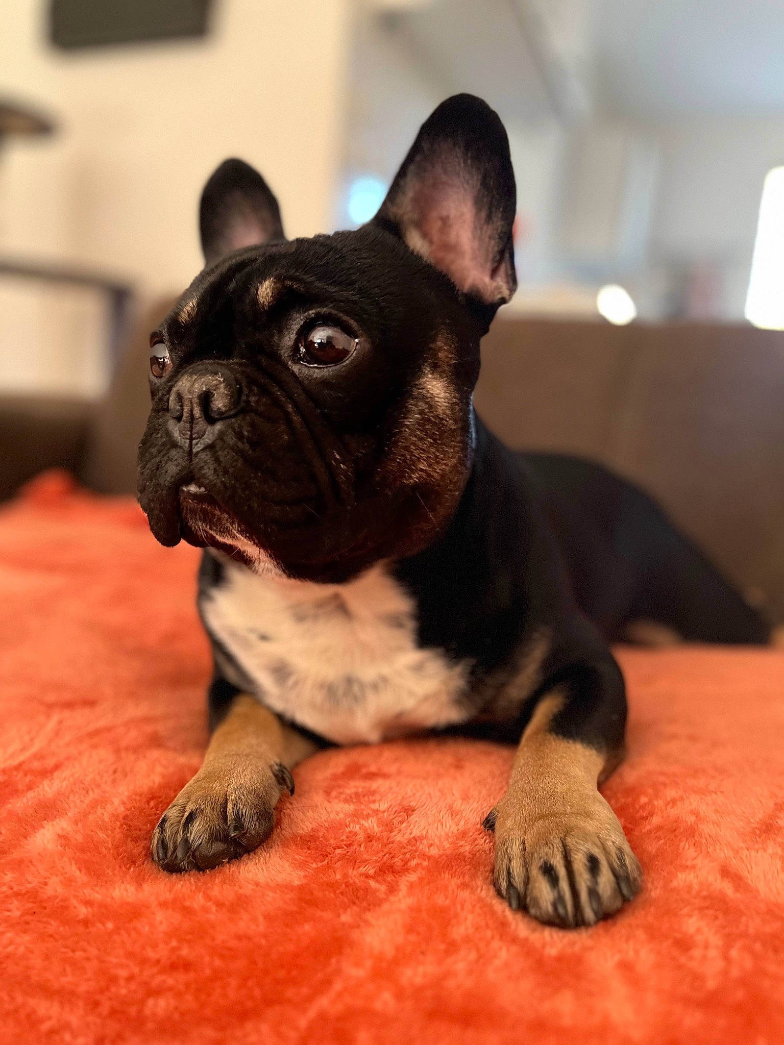 Simba a rejoint le concours — aidez-le/la à gagner de superbes lots ! bulldog, canidae, carnivore, comfort, companion_dog, dog, dog_breed, ear, eye, fawn, french_bulldog, non_sporting_group, pug, snout, sporting_group, terrestrial_animal, toy_dog, whiskers, working_animal, wrinkle