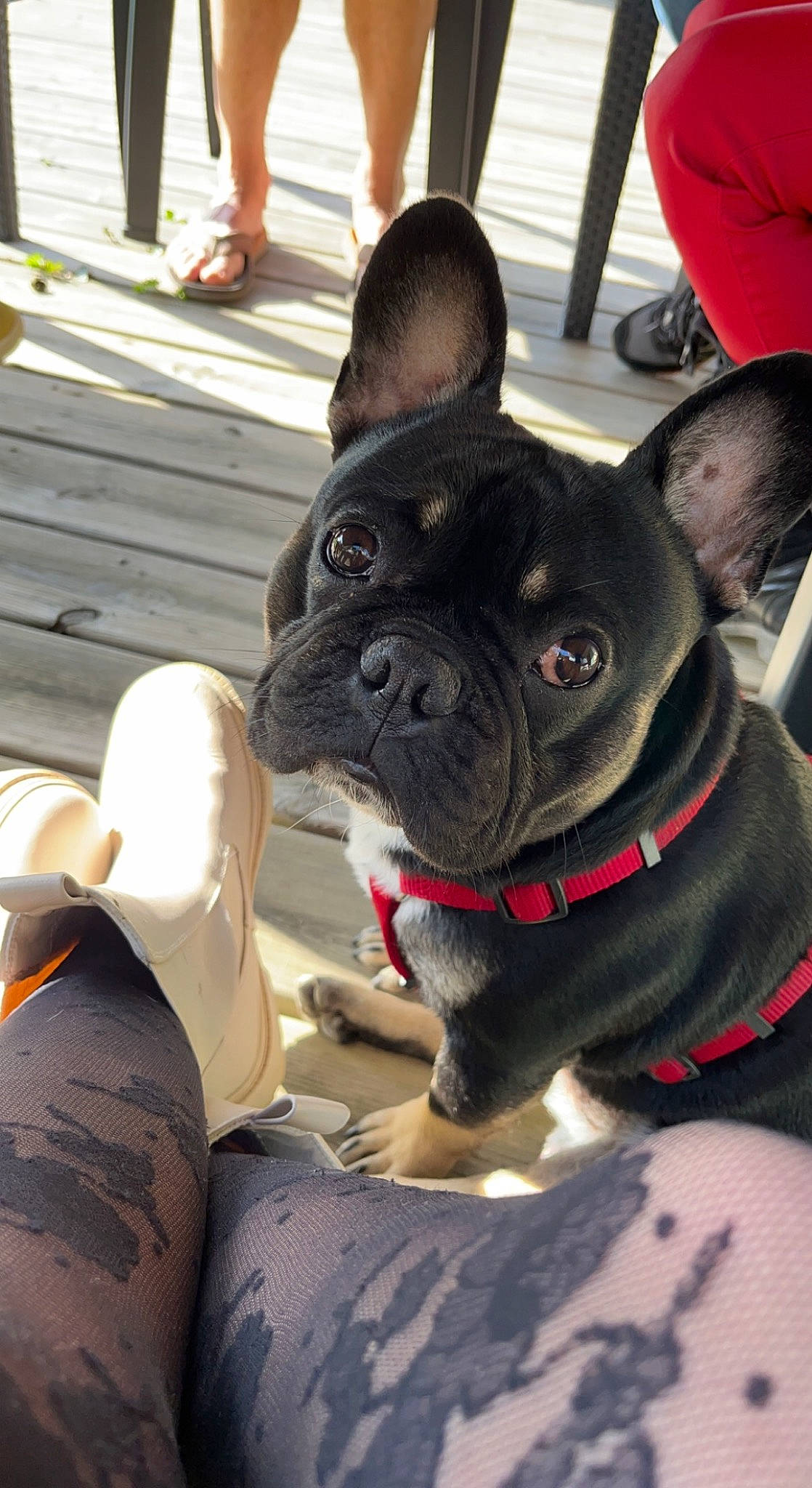 Simba participe au concours pour gagner de l'argent avec cette photo : bulldog, canidae, carmine, carnivore, collar, comfort, companion_dog, dog, dog_breed, dog_collar, ear, fawn, french_bulldog, human_leg, leg, snout, sporting_group, toy_dog, whiskers, working_animal