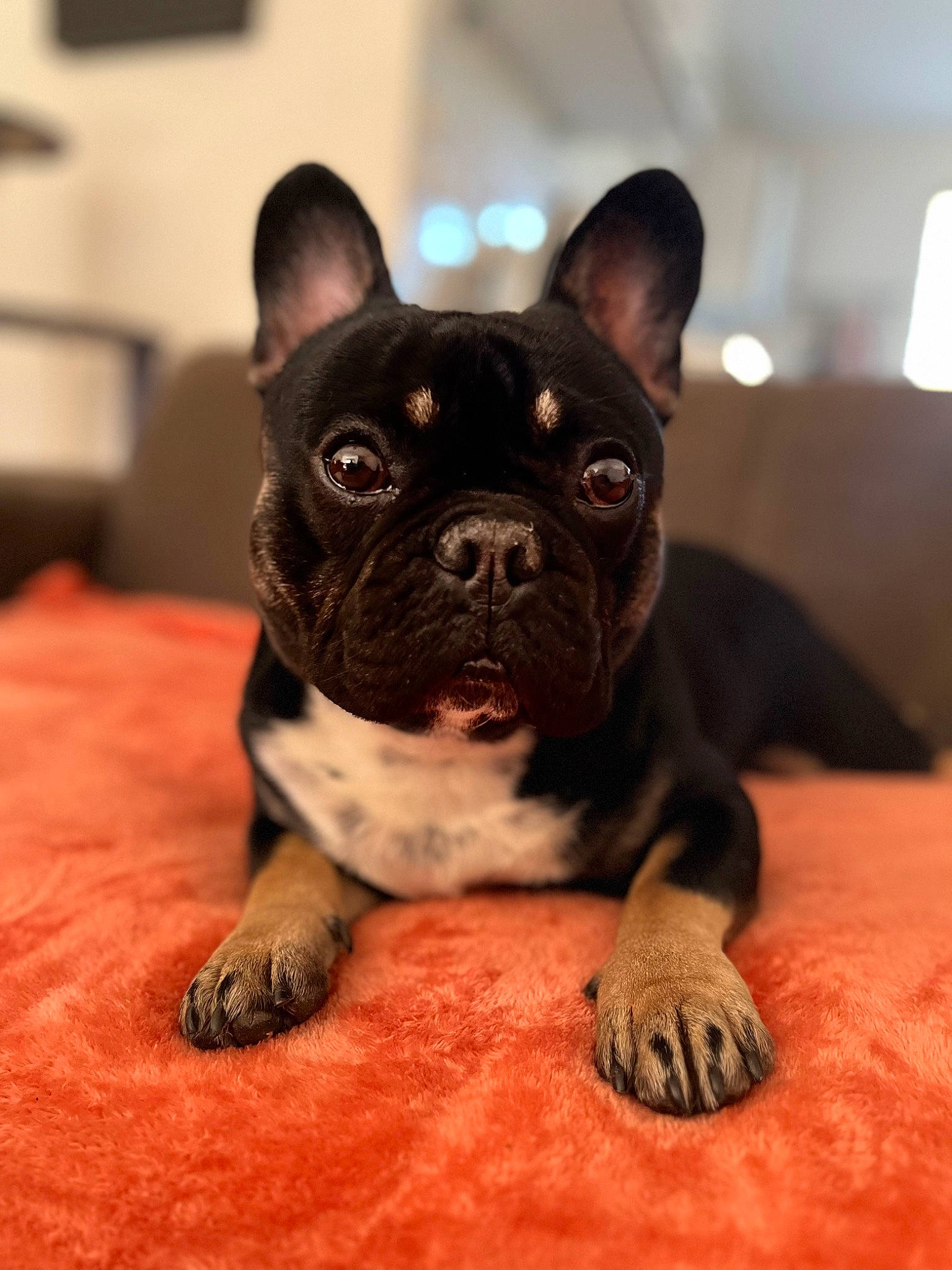 Simba a rejoint le concours — aidez-le/la à gagner de superbes lots ! boston_terrier, bulldog, canidae, carnivore, comfort, companion_dog, dog, dog_breed, ear, fawn, french_bulldog, non_sporting_group, snout, sporting_group, terrestrial_animal, toy_dog, whiskers, working_animal, wrinkle