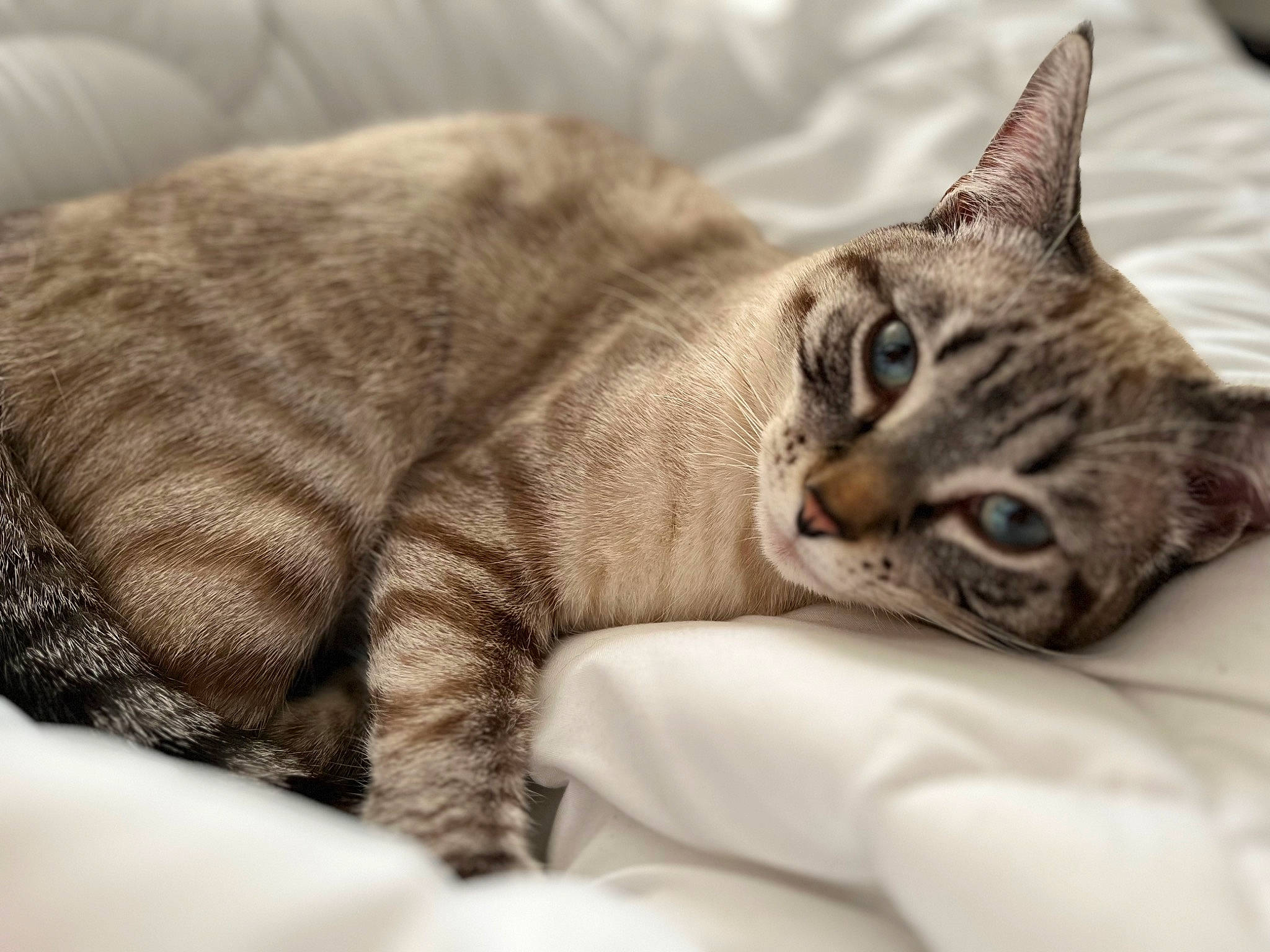 Rio a rejoint le concours — aidez-le/la à gagner de superbes lots ! carnivore, cat, claw, comfort, domestic_short_haired_cat, felidae, fur, grey, linens, nap, paw, sleep, small_to_medium_sized_cats, snout, terrestrial_animal, whiskers