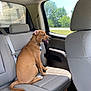 Luna joined the competition — help win amazing prizes! dog, car, backseat, brown_dog, collar, window, sunlight, trees, greenery, seatbelt, interior, vehicle, pet, sitting, side_view, daytime, happy, tongue_out, road_trip, companion