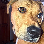 Luna is registered to the contest to win money with this photo: dog, brown_dog, close_up, indoors, curious, pet, animal, canine, fur, nose, ears, eyes, wooden_door, window, blinds, floor, portrait, looking_away, domestic_animal, companion