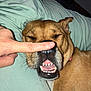 dog, pet, face, nose, teeth, mouth, paw, skin, fur, brown, human_hand, finger, sleepy, close_up, indoor, bed, blanket, cute, animal, resting