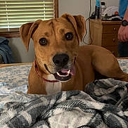 Luna is registered to the contest to win money with this photo: bed, blanket, brown_dog, canine, collar, dog, domestic_animal, dresser, fabric, fur, happy, human, indoor, pet, resting, room, tongue_out, watch, window_blinds, wooden_furniture