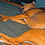 Luna joined the competition — help win amazing prizes! dog, sleeping, bed, indoor, brown_dog, resting, tongue_out, furniture, chair, crate, blanket, relaxation, canine, home, pet, cozy, animal, fur, paw, napping