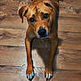 dog, brown_dog, wooden_floor, white_paws, looking_up, pet, animal, flooring, indoor, curious, canine, domestic_animal, paws, ears, snout, black_nose, shoes, shadow, waiting, companion