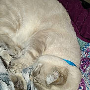Phineas Pickles is registered to the contest to win money with this photo: cat, sleeping, collar, cream_color, quilt, blanket, paws, fur, indoor, cozy, pet, resting, water_bottle, purple, blue, patterned, fur_texture, cute, animal, relax