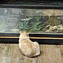 Phineas Pickles is registered to the contest to win money with this photo: cat, cream_colored, wooden_floor, terrarium, plants, glass, indoor, pet, animal, sitting, back_view, curious, natural_decor, home, feline, quiet, still_life, domestic, cozy, flooring
