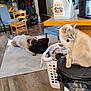 Phineas Pickles joined the competition — help win amazing prizes! cat, dog, indoor, living_room, laundry_basket, trash_can, wood_floor, rug, chair, table, pillow, pet, furniture, household_items, arizona_sweet_tea, curious_cat, resting_dog, clothes, shelf, home