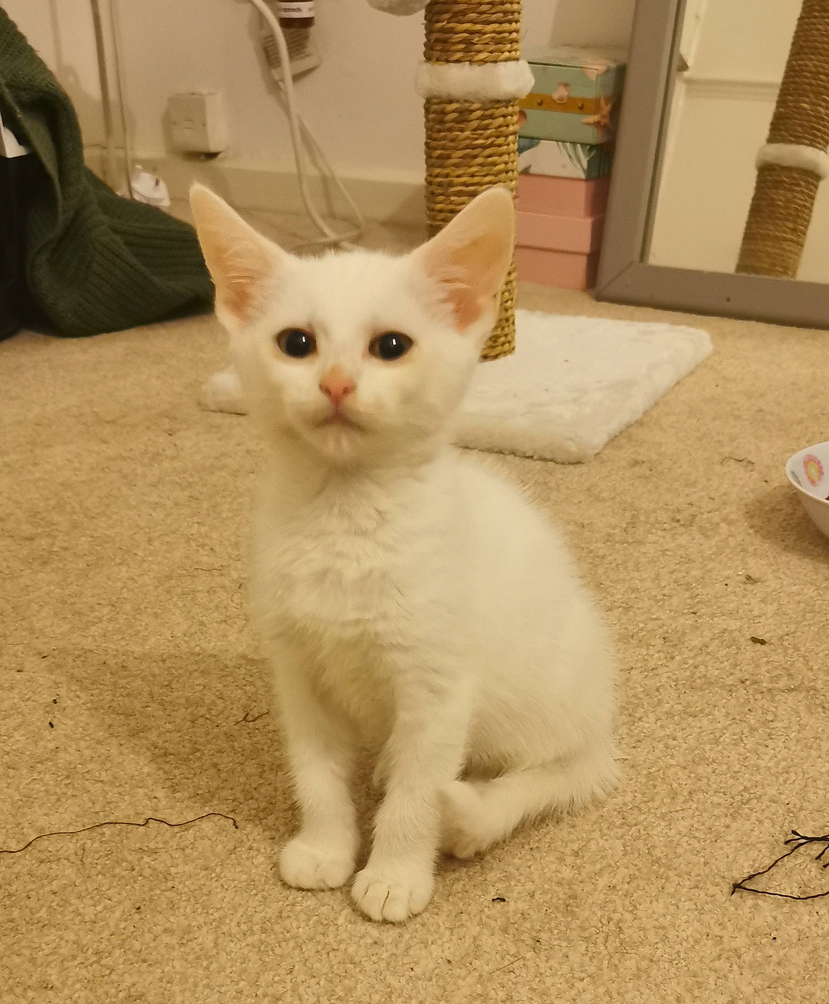 Amelia joined the competition — help win amazing prizes! backpack, bag, carnivore, cat, domestic_short_haired_cat, door, fawn, felidae, flooring, fur, head, iris, luggage_and_bags, paw, small_to_medium_sized_cats, snout, tail, terrestrial_animal, whiskers, wood