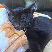 Scotch is registered to the contest to win money with this photo: black_kitten, sleeping, cat, kitten, collar, bell, blanket, soft_texture, cozy, indoor, pet, resting, feline, cute, fur, close_up, relaxation, domestic_animal, comfort, animal