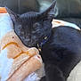 black_kitten, sleeping, cat, kitten, collar, bell, blanket, soft_texture, cozy, indoor, pet, resting, feline, cute, fur, close_up, relaxation, domestic_animal, comfort, animal
