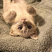 Baked Beans joined the competition — help win amazing prizes! adorable, animal, cat, closeup, cozy, cute, domestic_animal, fluffy, fur, indoor, kitten, paws, pet, relaxed, resting, sleepy, soft_blanket, upside_down, whiskers, young