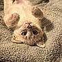 adorable, animal, cat, closeup, cozy, cute, domestic_animal, fluffy, fur, indoor, kitten, paws, pet, relaxed, resting, sleepy, soft_blanket, upside_down, whiskers, young