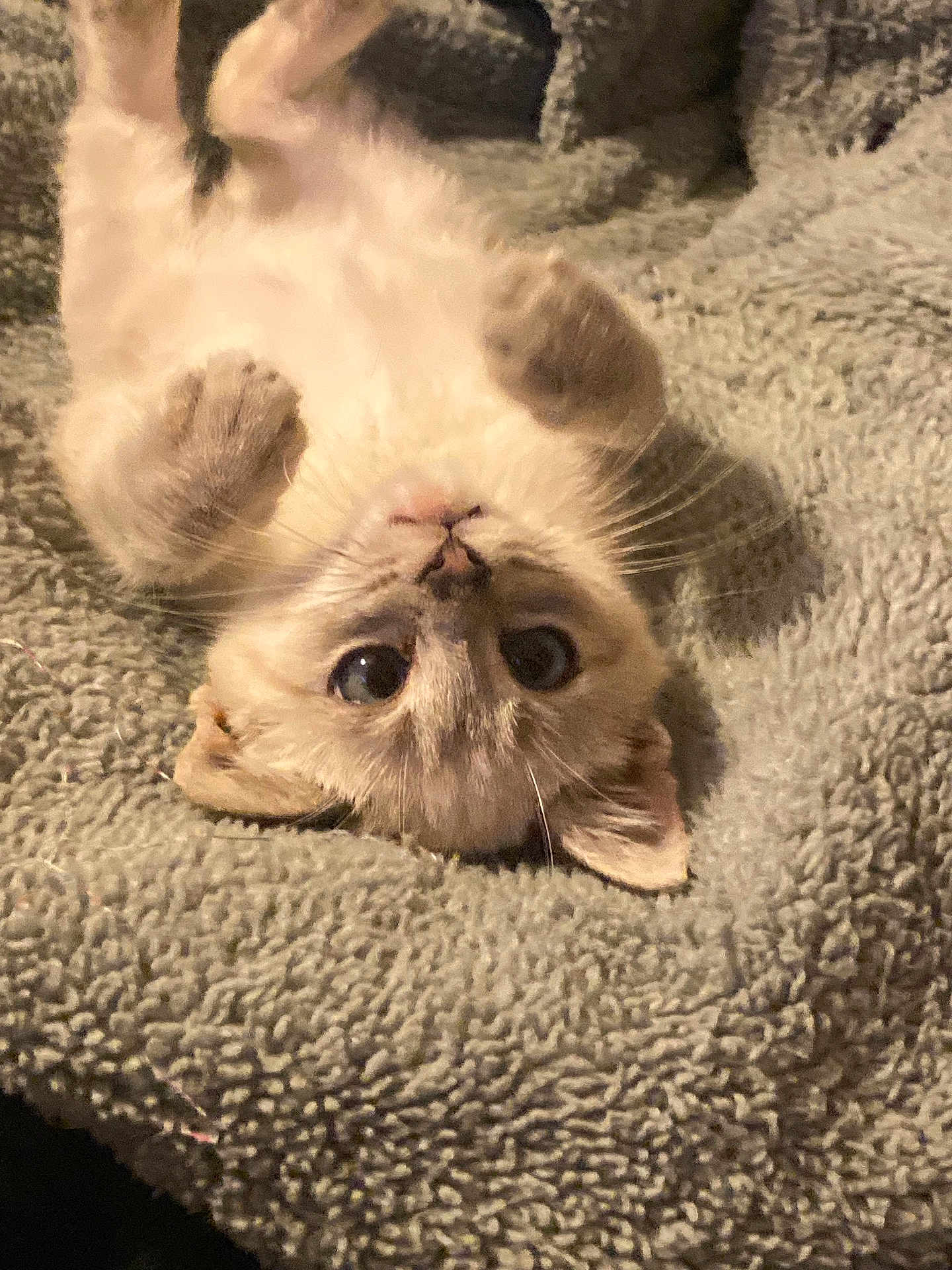 Baked Beans joined the competition — help win amazing prizes! adorable, animal, cat, closeup, cozy, cute, domestic_animal, fluffy, fur, indoor, kitten, paws, pet, relaxed, resting, sleepy, soft_blanket, upside_down, whiskers, young