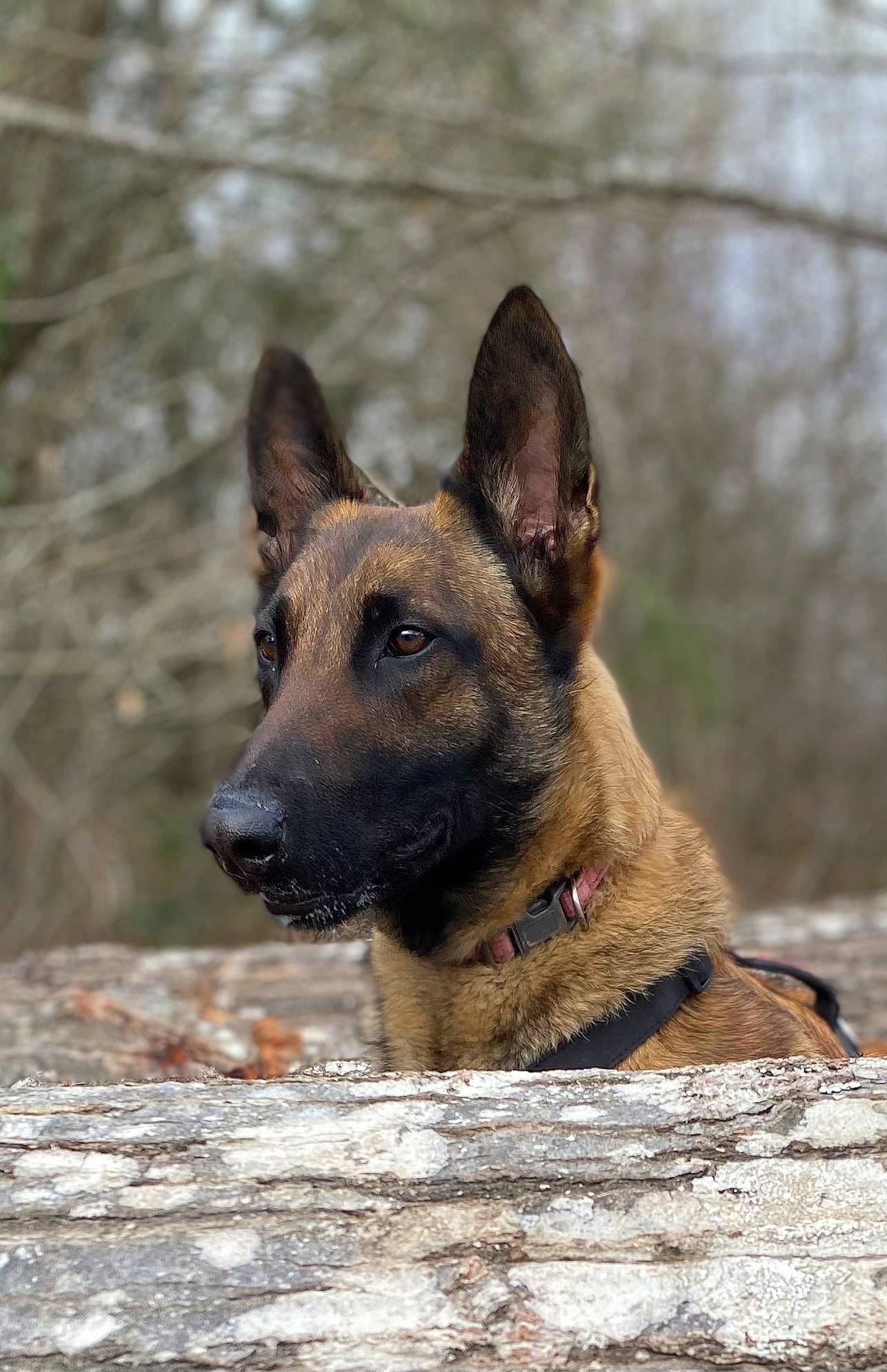 Ora a rejoint le concours — aidez-le/la à gagner de superbes lots ! balance, canidae, carnivore, dog, dog_breed, fawn, plant, snout, sporting_group, terrestrial_animal, tree, whiskers, wildlife, working_animal, working_dog