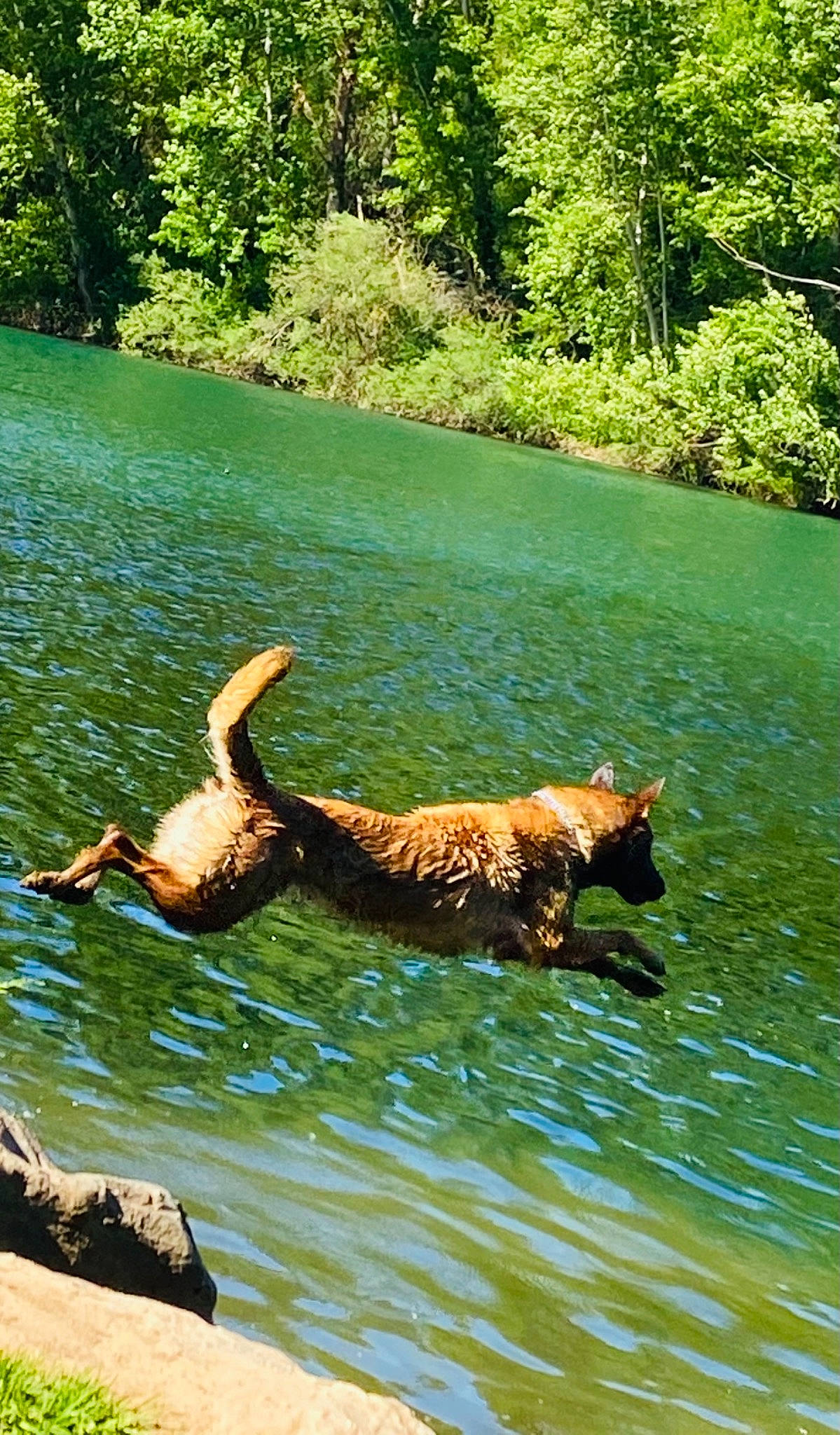 Ora participe au concours pour gagner de l'argent avec cette photo : bank, carnivore, dog_breed, fawn, felidae, grass, lake, leisure, natural_landscape, nature_reserve, plant, pond, recreation, sporting_group, tail, terrestrial_animal, tree, water, watercourse, wood