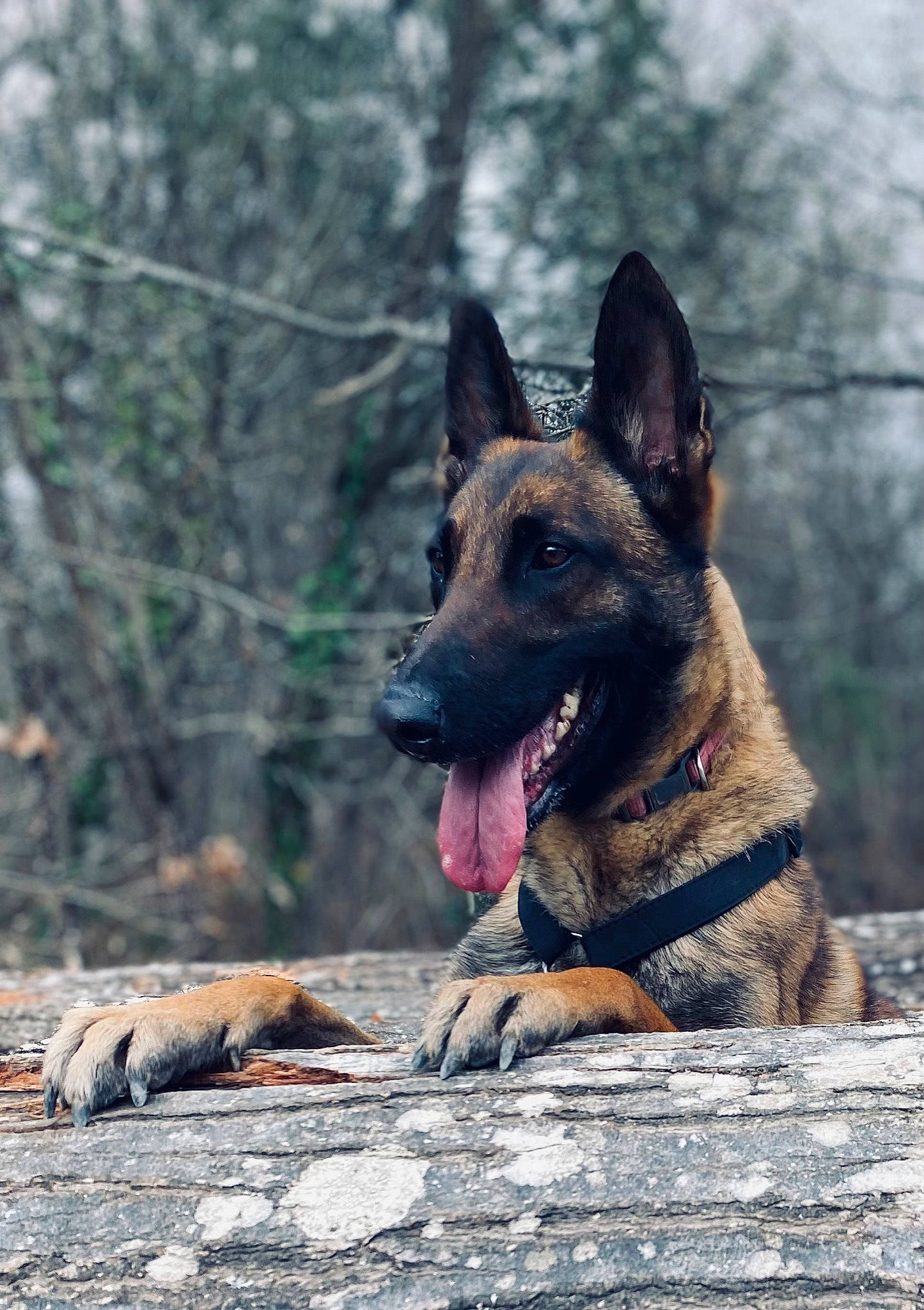 Ora participe au concours pour gagner de l'argent avec cette photo : biting, canidae, carnivore, dog, dog_breed, east_european_shepherd, german_shepherd_dog, guard_dog, herding_dog, king_shepherd, old_german_shepherd_dog, snout, sporting_group, tree, wildlife, wood, working_animal, working_dog