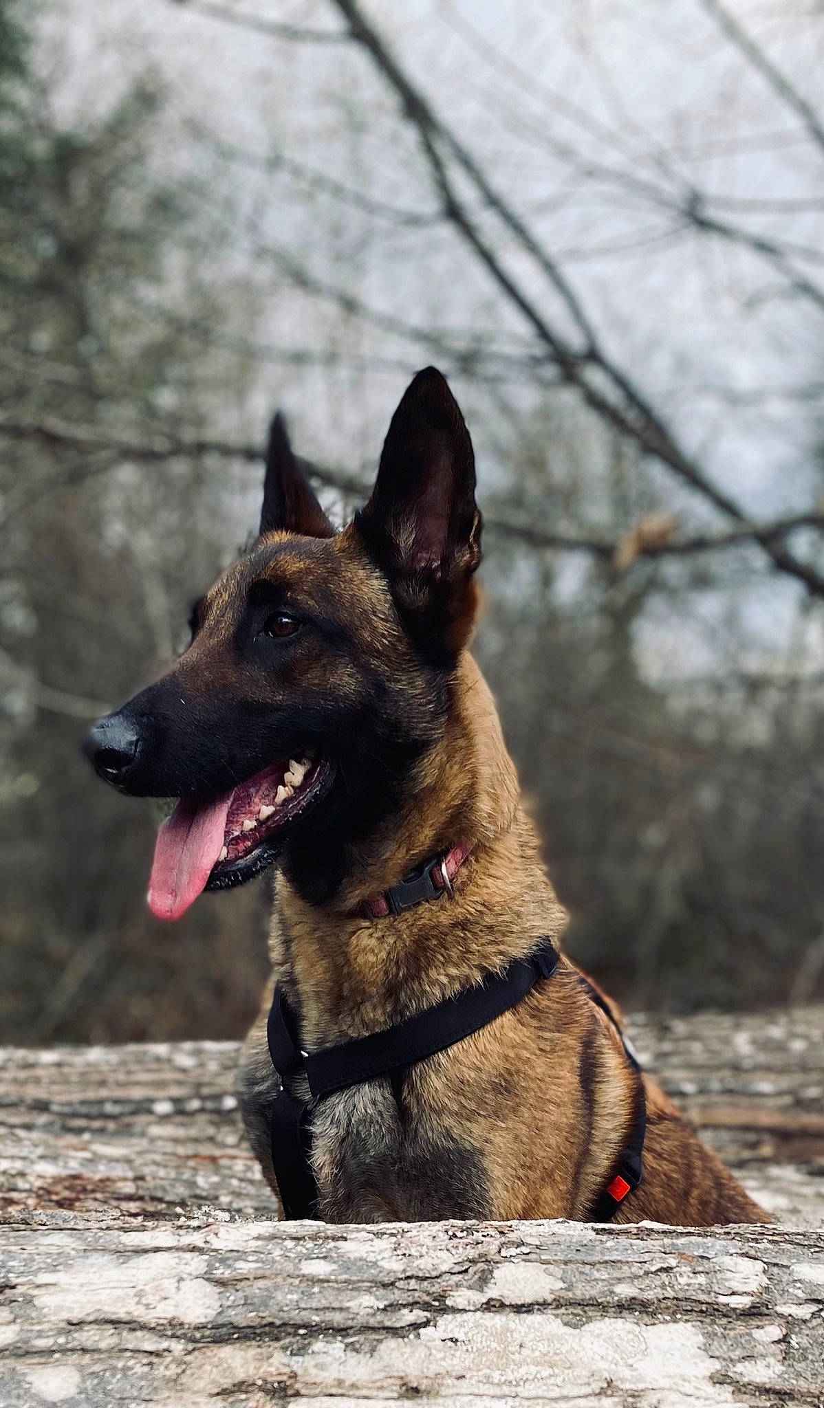 Ora a rejoint le concours — aidez-le/la à gagner de superbes lots ! canidae, carnivore, collar, companion_dog, dog, dog_breed, dog_collar, east_european_shepherd, fawn, guard_dog, herding_dog, hunting_dog, king_shepherd, sporting_group, terrestrial_animal, tree, twig, whiskers, working_animal, working_dog