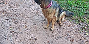 Unic participe au concours pour gagner de l'argent avec cette photo : alert, animal, canine, daylight, dirt_path, dog, ears, forest, fur, german_shepherd, grass, leash, leaves, nature, outdoor, pet, pink_collar, side_view, sitting, tail