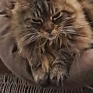 Papillotte a rejoint le concours — aidez-le/la à gagner de superbes lots ! cat, tabby, fluffy, pet, animal, whiskers, fur, paws, closeup, resting, indoor, cozy, mammal, cute, sleepy, face, portrait, feline, relaxing, soft