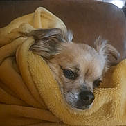 Nutella participe au concours pour gagner de l'argent avec cette photo : animal, blanket, brown_couch, closeup, comfort, cozy, dog, domestic, ear, face, fur, indoor, pet, relaxing, resting, sleepy, small_dog, snug, soft_texture, warm