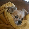 animal, blanket, brown_couch, closeup, comfort, cozy, dog, domestic, ear, face, fur, indoor, pet, relaxing, resting, sleepy, small_dog, snug, soft_texture, warm