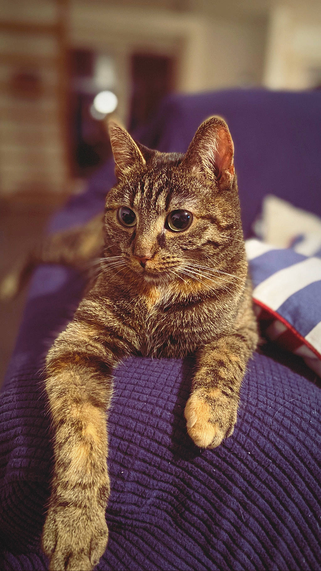 Princesse a rejoint le concours — aidez-le/la à gagner de superbes lots ! aegean_cat, american_shorthair, american_wirehair, asian, california_spangled, carnivore, cat, domestic_short_haired_cat, dragon_li, european_shorthair, felidae, kitten, mammal, ocicat, pixie_bob, small_to_medium_sized_cats, snout, tabby_cat, whiskers, wild_cat