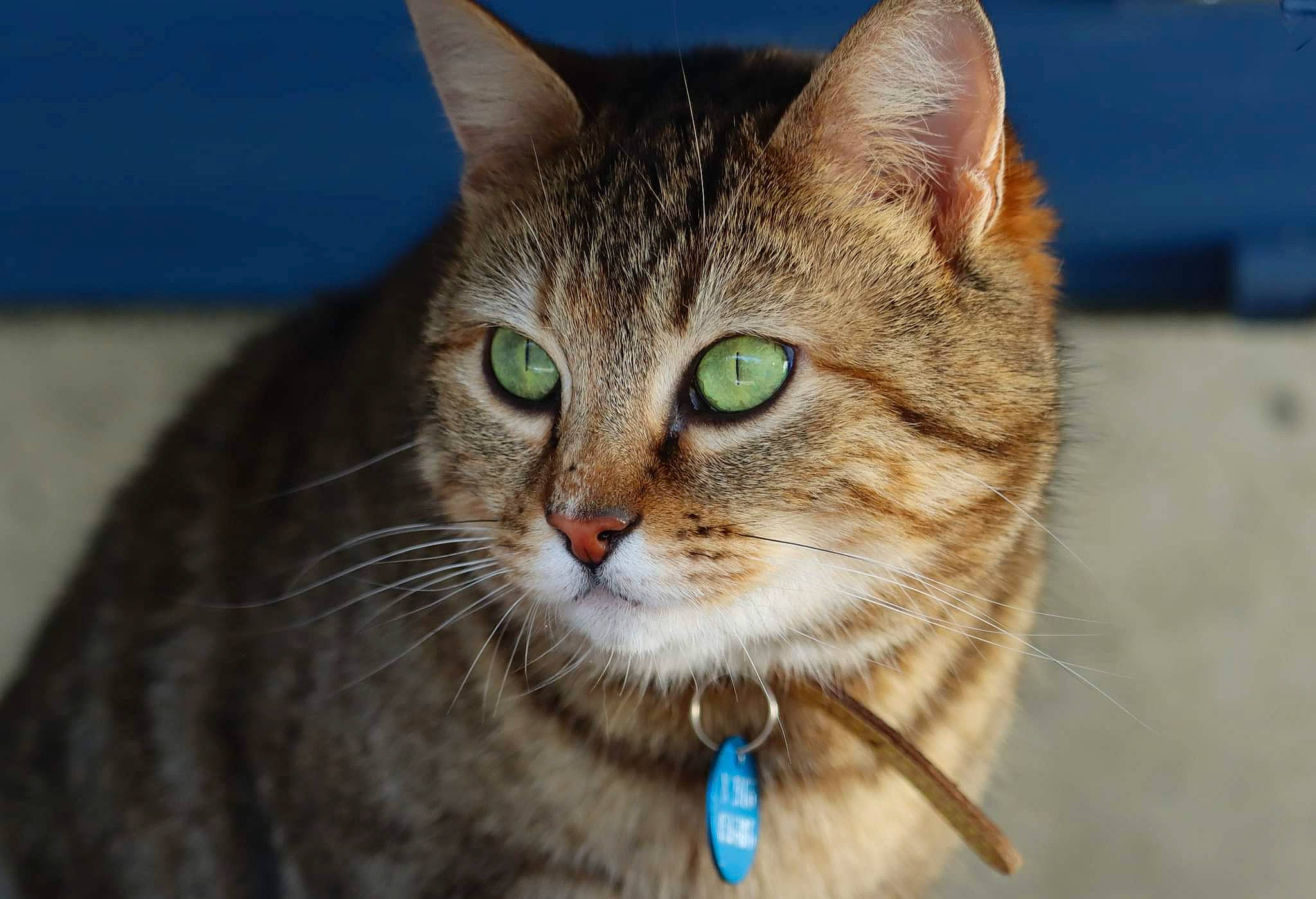 Bill a rejoint le concours — aidez-le/la à gagner de superbes lots ! carnivore, cat, close_up, collar, domestic_short_haired_cat, eye, felidae, fur, iris, small_to_medium_sized_cats, snout, terrestrial_animal, tree, whiskers, wildlife