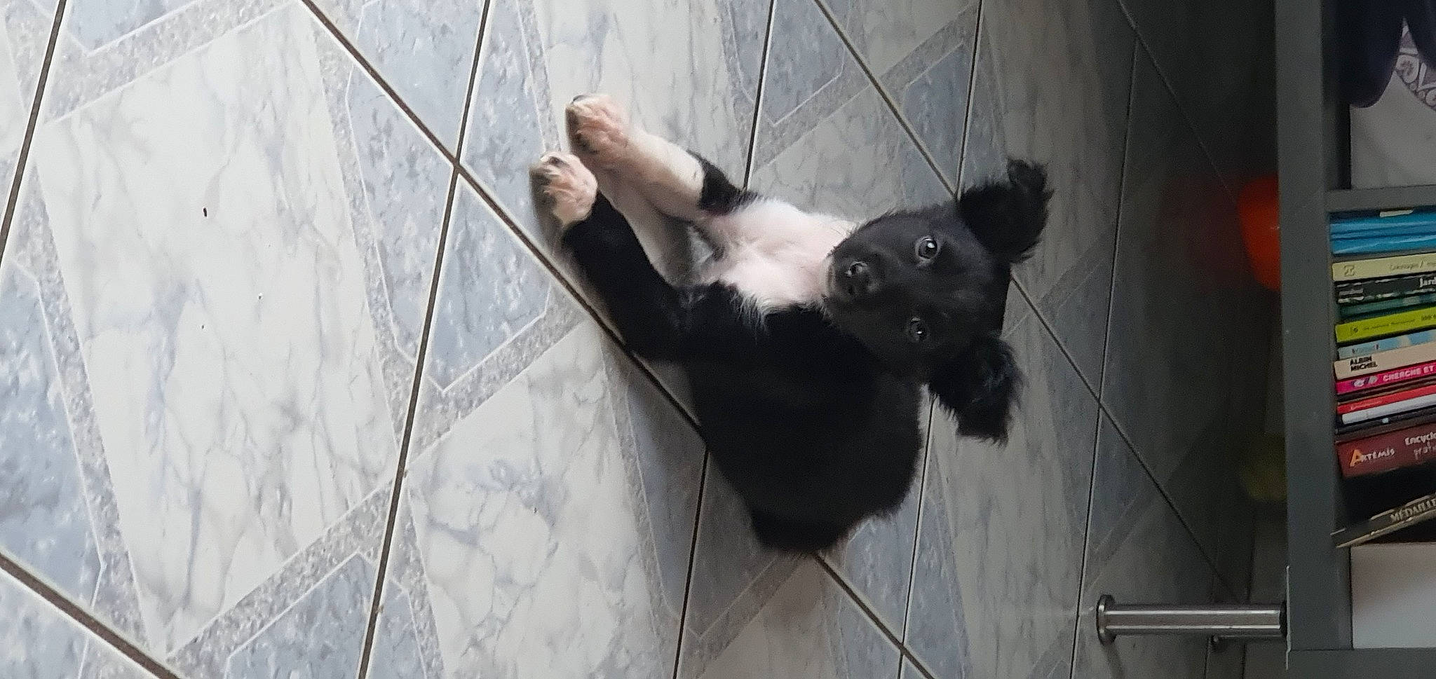 ùma a rejoint le concours — aidez-le/la à gagner de superbes lots ! canidae, carnivore, companion_dog, dog_breed, flooring, foot, fur, grey, human_leg, monochrome, monochrome_photography, non_sporting_group, shadow, snout, sporting_group, tail, terrestrial_animal, whiskers