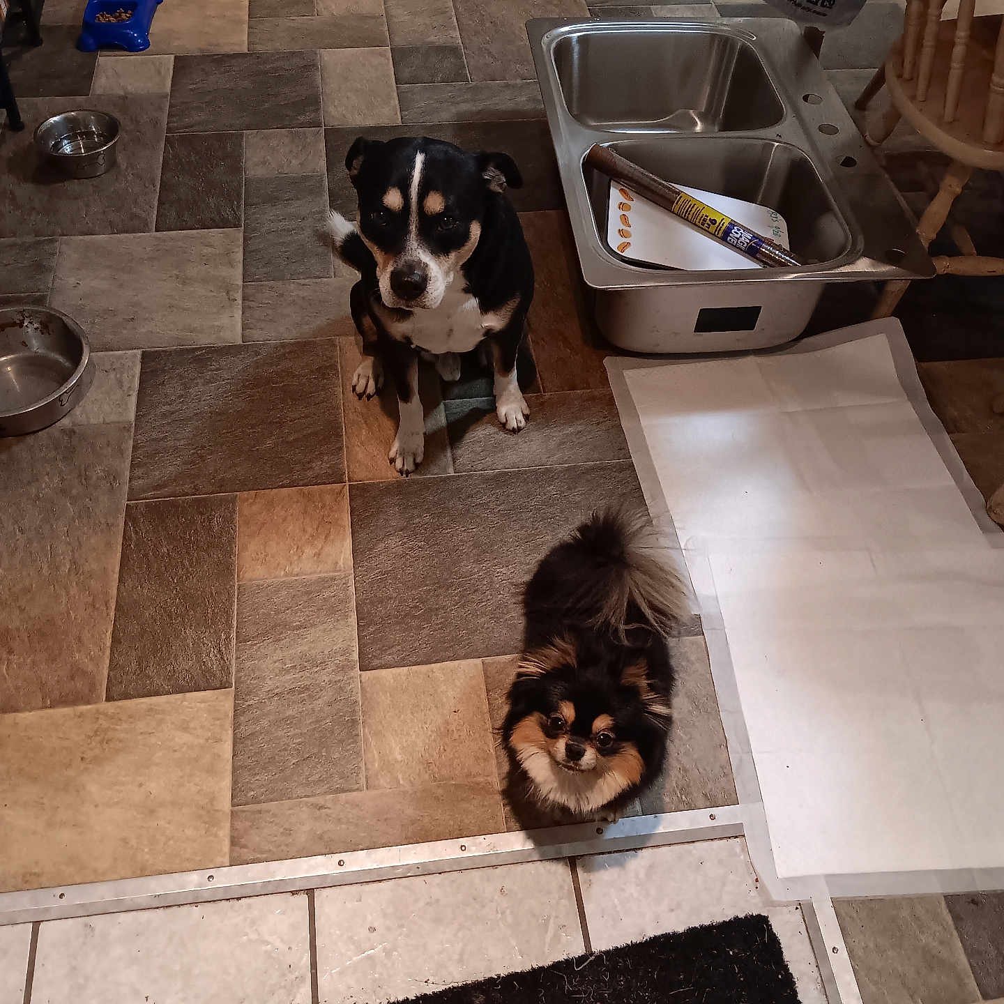 Truck And Lorcc joined the competition — help win amazing prizes! alloywheel, animal, canine, car, carwheel, dog, flagstone, hardwood, homedecor, hound, machine, path, pet, plywood, puppy, rug, sink, spoke, walkway, wood