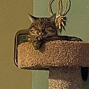 Preppy joined the competition — help win amazing prizes! animal, carpeted, cat, cat_tree, cozy, decor, ears, feline, furniture, home, indoor, ornament, paw, pet, relaxed, resting, rope, sleeping, tabby, whiskers