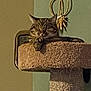 animal, carpeted, cat, cat_tree, cozy, decor, ears, feline, furniture, home, indoor, ornament, paw, pet, relaxed, resting, rope, sleeping, tabby, whiskers