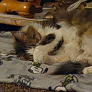 Kirby is registered to the contest to win money with this photo: animal, carving, cat, close_up, cozy, decor, fabric, feline, fluffy, fur, home, indoor, pattern, pet, quiet, relaxation, resting, sleeping, soft, wooden_figure