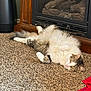 cat, fluffy_cat, carpet, fireplace, relaxed, indoor, pet, fur, laying_down, home, cozy, animal, mammal, whiskers, ears, tail, paws, domestic_cat, resting, curious_eyes