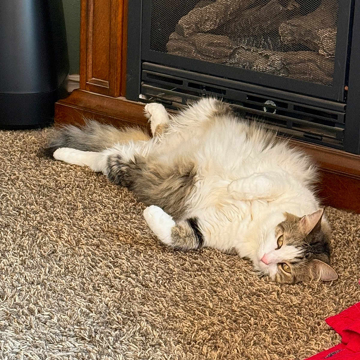 Kirby is registered to the contest to win money with this photo: animal, carpet, cat, cozy, curious_eyes, domestic_cat, ears, fireplace, fluffy_cat, fur, home, indoor, laying_down, mammal, paws, pet, relaxed, resting, tail, whiskers
