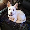 dog, white_dog, pet, animal, indoor, blanket, plaid, chair, furniture, ears, fur, cute, looking_at_camera, cozy, resting, domestic, companion, small_dog, curious, relaxed