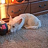 dog, white_dog, carpet, wooden_dresser, pumpkin_bucket, orange_bucket, sunlight, indoor, pet, floor, cord, black_object, red_object, ears, fur, resting, home_interior, cabinet, handle, shadow