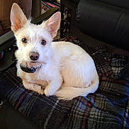 Snow joined the competition — help win amazing prizes! dog, white_dog, pet, animal, chair, blanket, indoor, cozy, ears, fur, curled_up, looking, collar, black_chair, plaid, resting, companion, domestic_animal, cute, comfortable