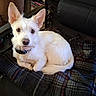 dog, white_dog, pet, animal, chair, blanket, indoor, cozy, ears, fur, curled_up, looking, collar, black_chair, plaid, resting, companion, domestic_animal, cute, comfortable