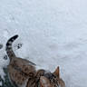 Nuggets a rejoint le concours — aidez-le/la à gagner de superbes lots ! cat, tabby, snow, outdoor, animal, winter, walking, tongue, curious, nature, cold, fur, pet, side_view, ground, edge, daylight, wildlife, mammal, one_animal
