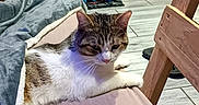 Nuggets a rejoint le concours — aidez-le/la à gagner de superbes lots ! cat, bed, blanket, toy, hot_wheels, garage, indoor, floor, wooden_furniture, pet, relaxed, striped_cat, white_cat, fabric, room, plaything, orange, blue, plastic, table