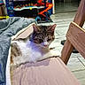 cat, bed, blanket, toy, hot_wheels, garage, indoor, floor, wooden_furniture, pet, relaxed, striped_cat, white_cat, fabric, room, plaything, orange, blue, plastic, table